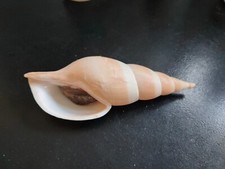 Conchiglia shell voluta usato  Piombino