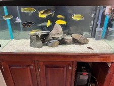 Gallon fish tank for sale  Little Falls