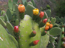 Taglio opuntia ficus usato  Trappeto