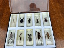 Real bugs insect for sale  FARNHAM