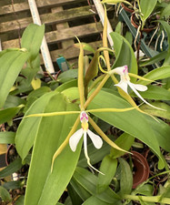 Special sale epidendrum for sale  Melbourne