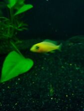 Peacock cichlid juvenile for sale  Stockton