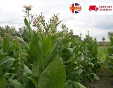 Tobacco 500 seeds for sale  BROCKENHURST