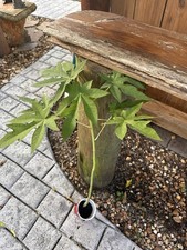 Solo hawaiian papaya for sale  Merritt Island