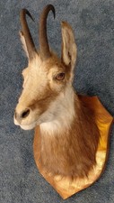 Trophée chasse taxidermie d'occasion Trophée chasse taxidermie d'occasion  Chazay-d'Azergues