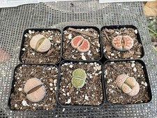 succulents spring for sale succulents spring for sale Gilroy