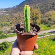Vaso øcm echinop. usato  Barcellona Pozzo di Gotto