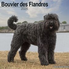 Calendrier 2025 bouvier d'occasion  Troyes