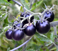 Black cherry tomato for sale  READING