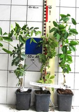 Akebia quinata cream gebraucht kaufen  Bad Bergzabern