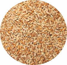 Whole wheat poultry for sale  LEIGHTON BUZZARD
