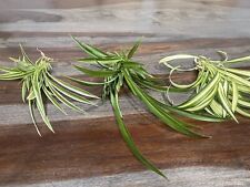 Spider plants live for sale  Sacramento