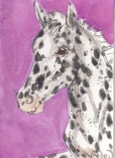 appaloosa filly for sale  Bonham