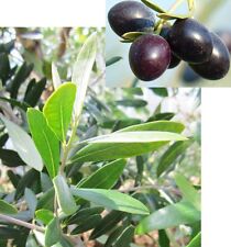 Samen livenbaum echter gebraucht kaufen  Elsdorf