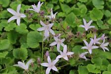 Campanula poscharskyana lisdug for sale  WALLINGFORD