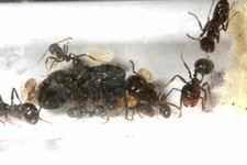 Colonie messor barbarus d'occasion  Perpignan-