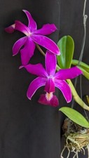 Rare cattleya violacea for sale  Miami Beach