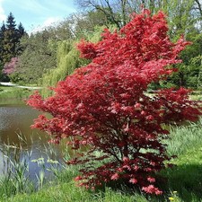 Acer palmatum bloodgood d'occasion  Pouzauges
