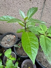 Organic hass avocado for sale  Chino