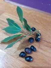 Bay leaf tree for sale  THORNTON HEATH