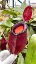 Nepenthes dark secret for sale  Tampa