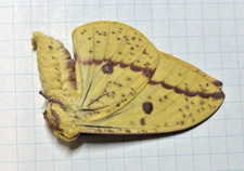 pupa d'occasion  Expédié en Belgium