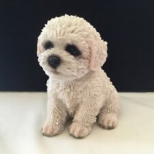 White maltese bichon for sale  Milwaukee