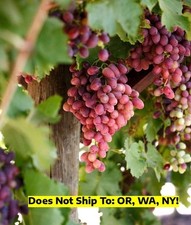 Crimson seedless table for sale  Miami