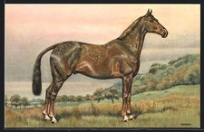 Pferd hügeliger landschaft gebraucht kaufen Pferd hügeliger landschaft gebraucht kaufen  Berlin