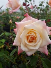 Peace rose yellow for sale  Ben Wheeler