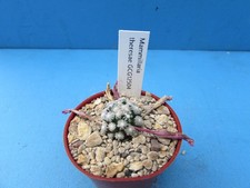 Mammillaria theresae gcg12504 for sale  BIRMINGHAM
