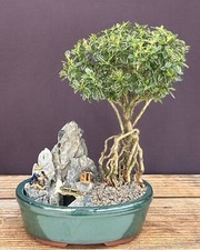 Flowering mount fuji for sale  Patchogue