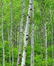 Silver birch tree for sale  COLCHESTER