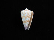 Sea shell conus for sale  SOUTHAMPTON