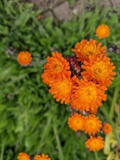 Pilosella aurantiaca fox for sale  HADDINGTON