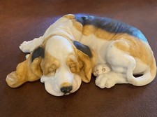 Large beagle dog for sale  Matthews