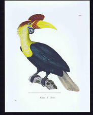 Knobbed hornbill calao for sale  Enterprise