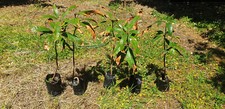 Alberi piante mango usato  Messina