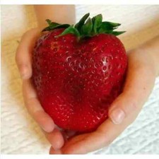 Fragola gigante fragola usato  Trappeto