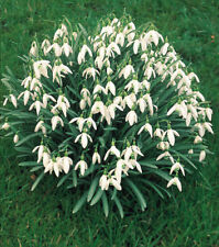 Single snowdrops bulbs for sale  DONCASTER