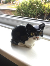 winstanley cats for sale  DARLINGTON