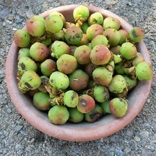Euphorbia ingens candelabra for sale  San Diego