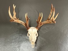 Deer skull for sale  Sewickley