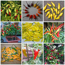 Bonsai mini chili gebraucht kaufen  Schmidmühlen