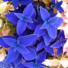 beautiful starts garden for sale beautiful starts garden for sale Marietta