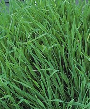 Vegetable green manure for sale  WREXHAM