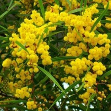 Acacia acuminata raspberry d'occasion  Expédié en Belgium