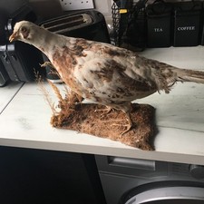 Taxidermy pheasant pied for sale  IPSWICH