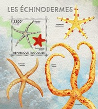 Starfish sea stars for sale  PONTYPRIDD