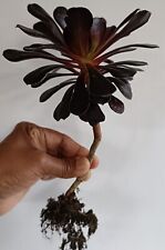 Aeonium zwartkop aeonium for sale  RAMSGATE